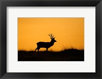 Framed UK, Red Deer stag at dawn