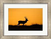 Framed UK, Red Deer stag at dawn