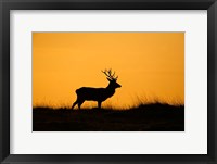 Framed UK, Red Deer stag at dawn