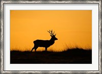 Framed UK, Red Deer stag at dawn