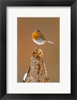 Framed UK, Robin bird on tree stump, Winter