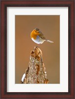 Framed UK, Robin bird on tree stump, Winter