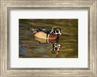 Framed USA Carolina or Wood Duck, reflected in a Pond