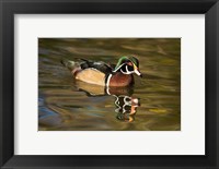 Framed USA Carolina or Wood Duck, reflected in a Pond