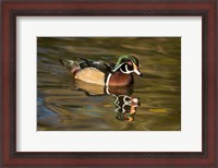 Framed USA Carolina or Wood Duck, reflected in a Pond