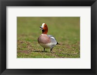 Framed Wigeon bird walking on grass England, UK