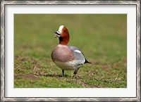 Framed Wigeon bird walking on grass England, UK