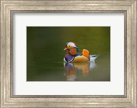 Framed Wild Mandarin Duck, green lake, UK