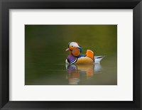 Framed Wild Mandarin Duck, green lake, UK