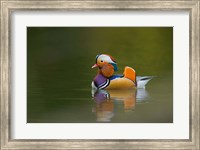 Framed Wild Mandarin Duck, green lake, UK