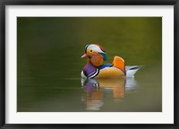 Framed Wild Mandarin Duck, green lake, UK