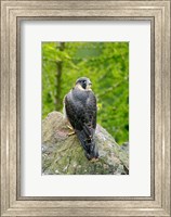 Framed Wildlife, Peregrine Falcon Bird on Rock