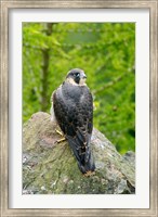 Framed Wildlife, Peregrine Falcon Bird on Rock