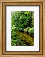 Framed England, Lake District, Cumbria, Flora