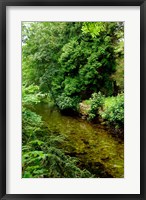 Framed England, Lake District, Cumbria, Flora