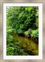 Framed England, Lake District, Cumbria, Flora