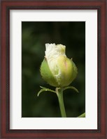 Framed Californian tree poppy flower ready to bloom