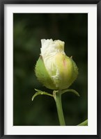 Framed Californian tree poppy flower ready to bloom