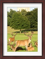 Framed English red deer stags, Nottingham, England