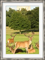 Framed English red deer stags, Nottingham, England