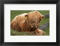 Framed Highland cow, Farm animal, North Yorkshire, England