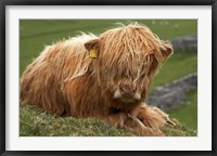 Framed Highland cow, Farm animal, North Yorkshire, England