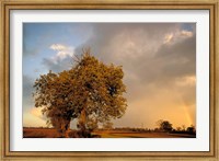 Framed Trees after Rain and Rainbow, West Yorkshire, England