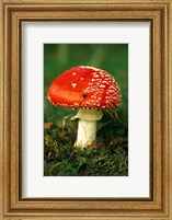Framed UK, Fly Agaric mushroom fungi