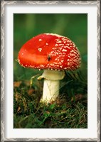 Framed UK, Fly Agaric mushroom fungi