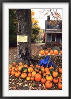 Framed Pumpkins For Sale in New England