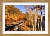 Framed Tranquil Road with Fall Colors in New England