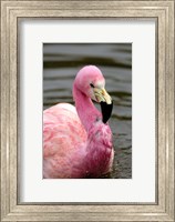Framed Andean Flamingo, Tropical Bird, England