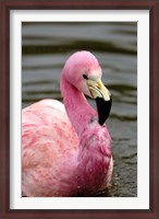 Framed Andean Flamingo, Tropical Bird, England