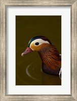 Framed Mandarin Duck, England