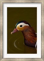 Framed Mandarin Duck, England