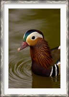 Framed Mandarin Duck, Slimbridge Wildfowl and Wetlands Trust, England