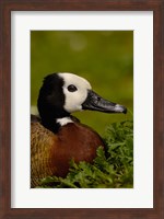 Framed White-faced Whistling Duck, England