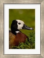Framed White-faced Whistling Duck, England
