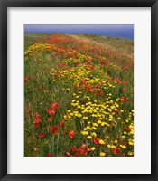 Framed Poppies in Studland Bay, Dorset, England