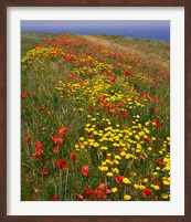 Framed Poppies in Studland Bay, Dorset, England