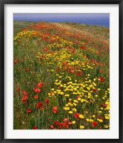 Framed Poppies in Studland Bay, Dorset, England