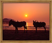 Framed Donkeys at Central Pier, Blackpool, Lancashire, England