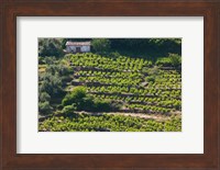 Framed Greece, Aegean Islands, Samos, Vourliotes Vineyard