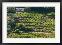Framed Greece, Aegean Islands, Samos, Vourliotes Vineyard