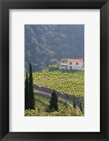 Framed Hillside Vineyard, Manolates, Samos, Aegean Islands, Greece