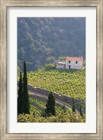 Framed Hillside Vineyard, Manolates, Samos, Aegean Islands, Greece