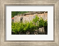 Framed Vineyard Detail, Assos, Kefalonia, Ionian Islands, Greece