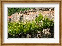 Framed Vineyard Detail, Assos, Kefalonia, Ionian Islands, Greece
