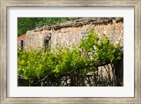 Framed Vineyard Detail, Assos, Kefalonia, Ionian Islands, Greece