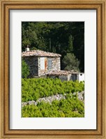 Framed Vineyard, Vourliotes, Samos, Aegean Islands, Greece